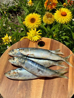 Sardines (Bremer Bay) 500g (SIZE CHANGE)