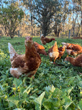 Fresh Eggs - dozen