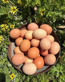 Fresh Eggs - dozen