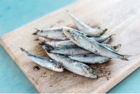 Sardines (Bremer Bay)